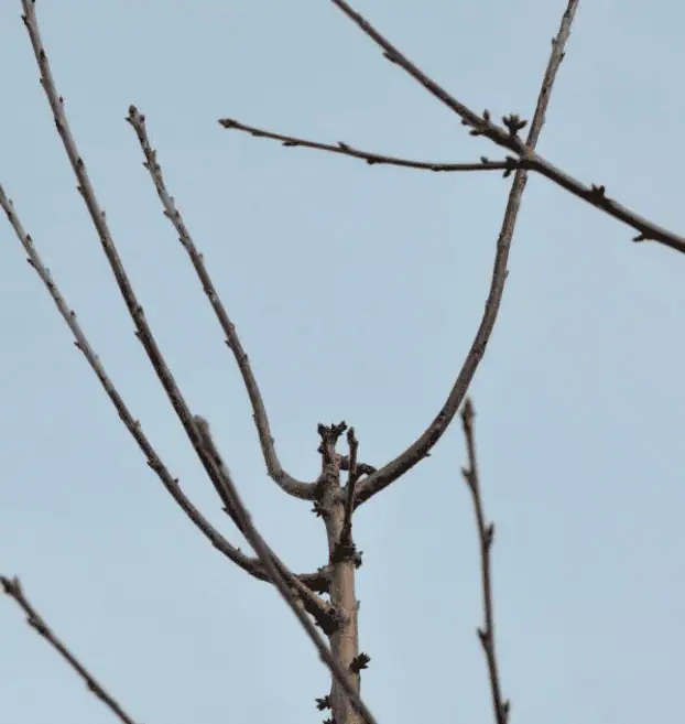 Snoei_en nazorg van bomen