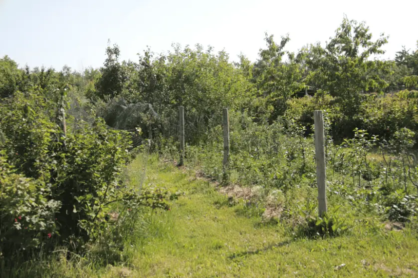 Voedselbos beleid Vlaanderen