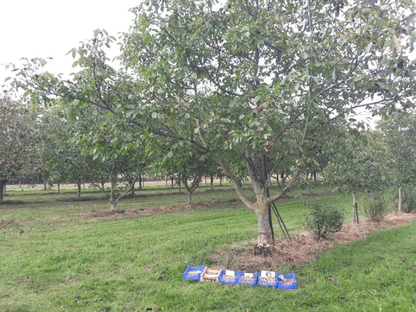Wetgeving teelt verwerking vermarkting fruit en noten