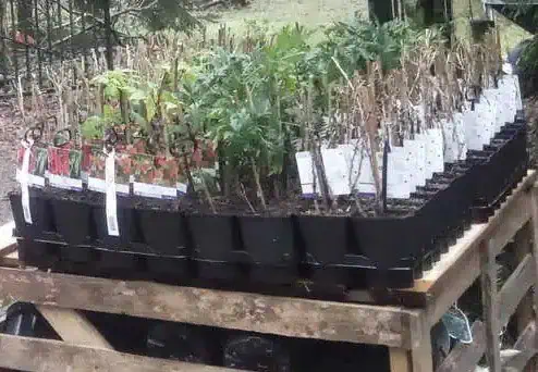 kwekerij voedselbos plantgoed