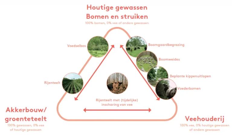 ANN agroforestry systemen