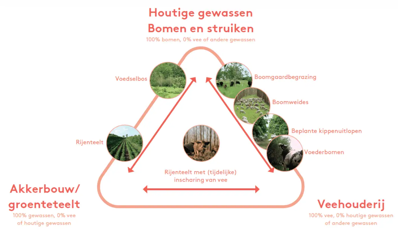 ANN agroforestry systemen