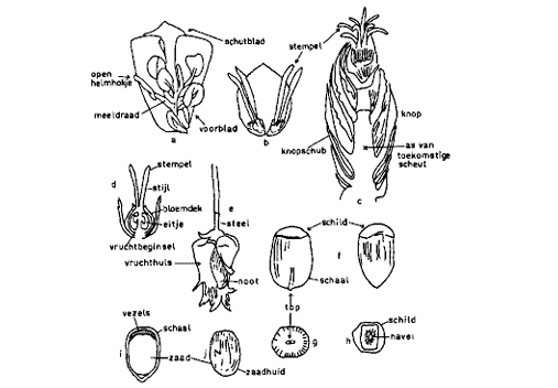 de teelt van hazelnoten 1987