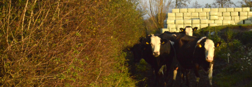 Conserveren van bladeren en twijgen van voederbomen