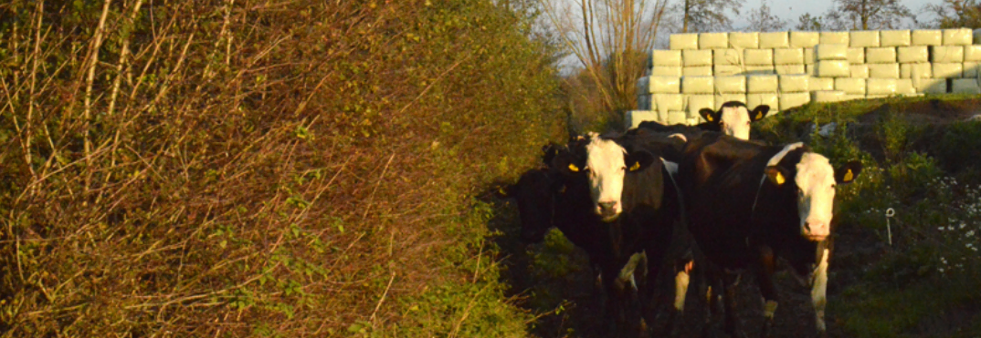 Conserveren van bladeren en twijgen van voederbomen