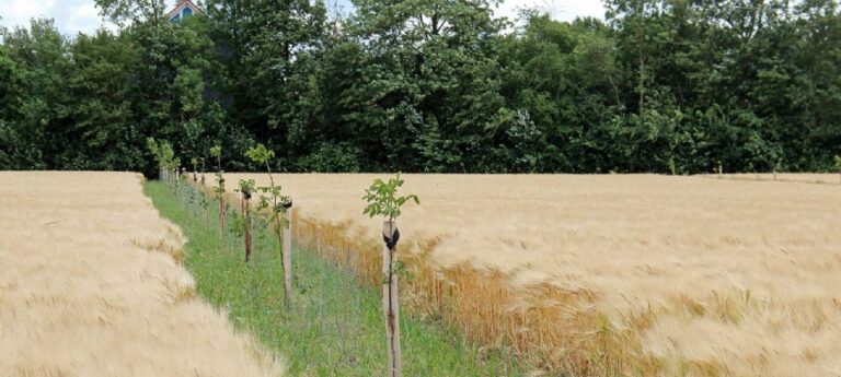 Agroforestry perceel in Noord Nederland