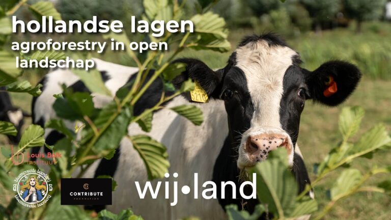 Afbeelding van een koe achter een struik