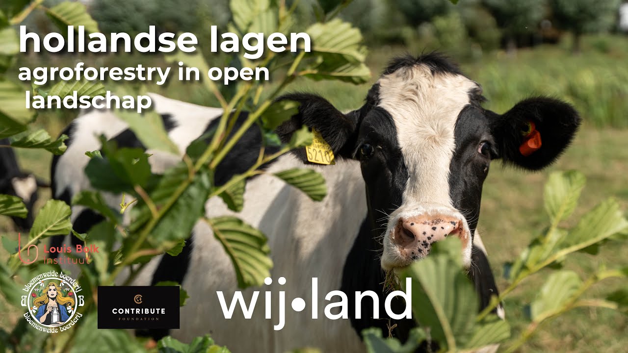 Afbeelding van een koe achter een struik