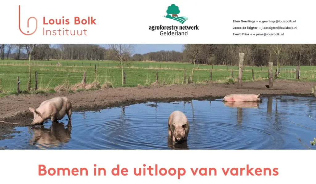 bomen in de uitloop van varkens