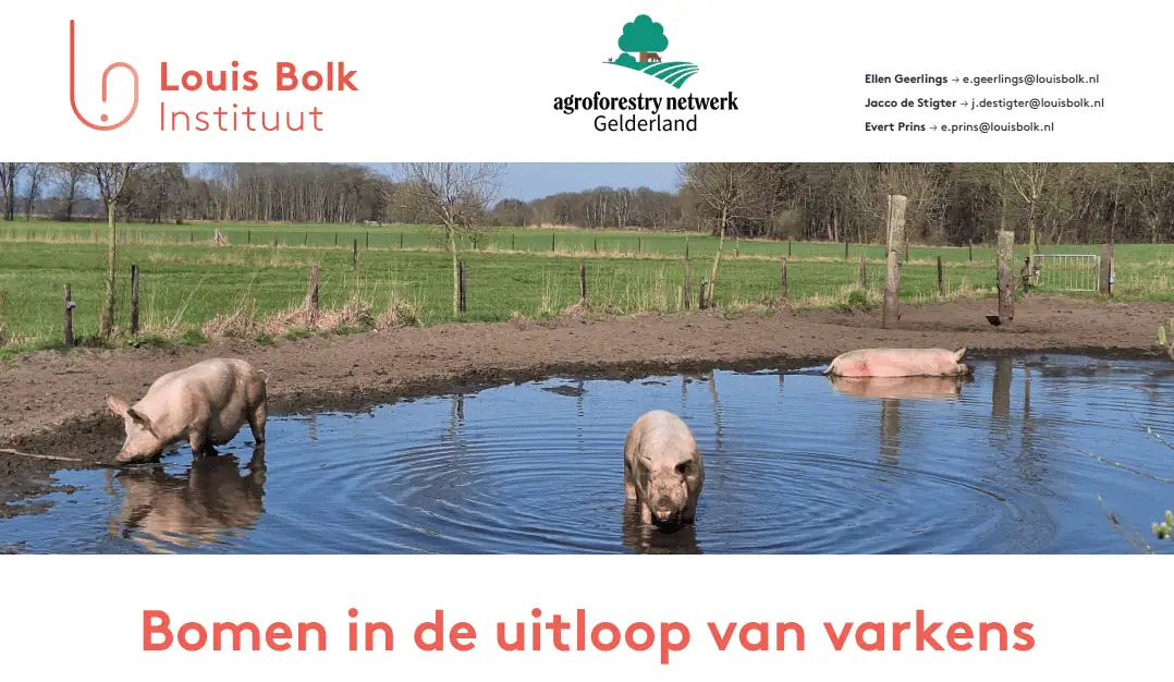 bomen in de uitloop van varkens